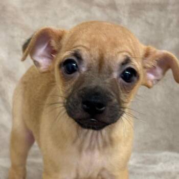 Leia -  Mixed Breed Dog for Adoption in Medford, Oregon - Leia | PetCurious
