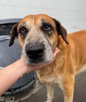 Rescue Shepherd Dogs for Adoption in The Dalles, Oregon - Buddy | PetCurious