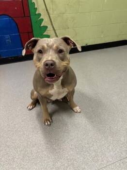 Rescue Pit Bull Terrier Dogs for Adoption in Indianapolis, Indiana - LOVEY | PetCurious
