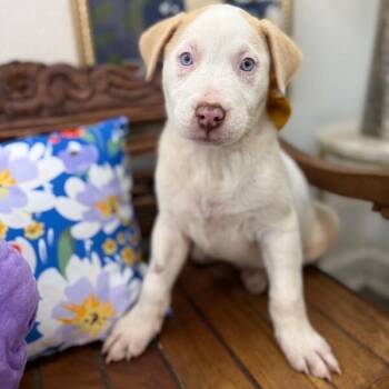Pit Bull Terrier and Labrador Retriever Dogs Available for Adoption - Mr White | PetCurious