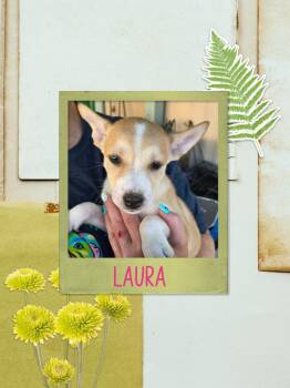Laura -  Chihuahua Dog for Adoption in Eugene, Oregon - Laura | PetCurious