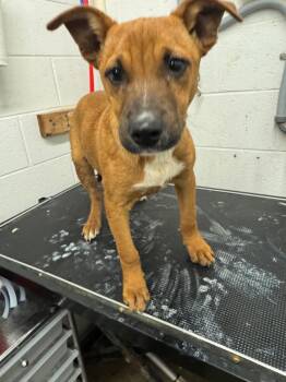 Rescue Shepherd and Mixed Breed Dogs for Adoption in Chickamauga, Georgia - AJ | PetCurious