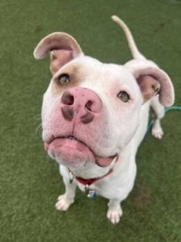 Pit Bull Terrier and Mixed Breed Dogs Available for Adoption in Kansas City, Missouri - Pink Floyd | PetCurious