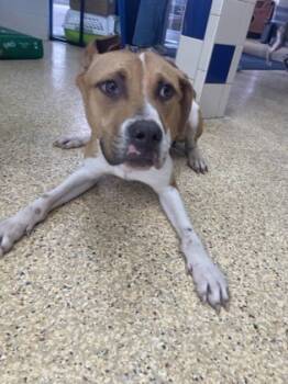 Rescue Mixed Breed Dogs for Adoption in Houston, Texas - Penguin | PetCurious