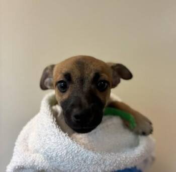 Chihuahua and Mixed Breed Dogs Available for Adoption - Kiss | PetCurious