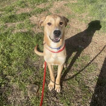 Labrador Retriever Dogs Available for Adoption - Tippy | PetCurious