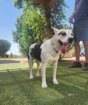 Cora -  Australian Cattle Dog Blue Heeler Dog for Adoption in Payson, Arizona - Cora | PetCurious