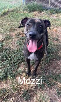 Mozzi -  Terrier Dog for Adoption in Port Lavaca, Texas - Mozzi | PetCurious