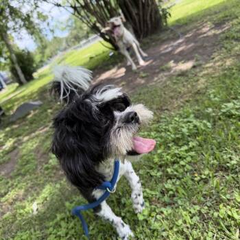 Shih Tzu Dogs Available for Adoption in Louise, Texas - Hank | PetCurious