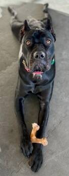 Rescue Cane Corso Dogs for Adoption in Larkspur, Colorado - Tallulah | PetCurious