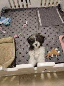 Rescue Miniature Poodle Dogs for Adoption in Surrey, British Columbia - Bori | PetCurious