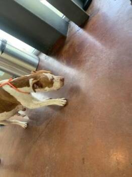 Pit Bull Terrier and Mixed Breed Dogs Available for Adoption in New Orleans, Louisiana - Jane | PetCurious