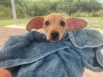 LOLA -  Terrier Dog for Adoption in San Antonio, Texas - LOLA | PetCurious