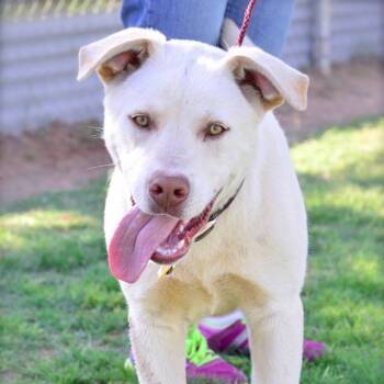 Rescue Labrador Retriever Dogs for Adoption in Midland, Texas - Castiel | PetCurious