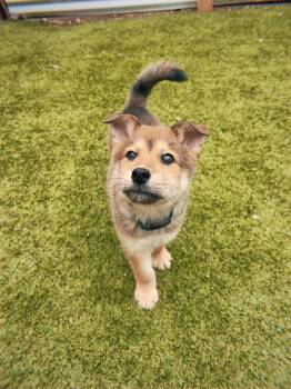 Shiba Inu and Shepherd Dogs Available for Adoption in Fort Lupton, Colorado - Tanaka | PetCurious