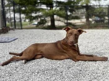 Mixed Breed Dogs Available for Adoption in Cincinnati, Ohio - Ashera | PetCurious