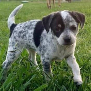 Chihuahua and Terrier Dogs Available for Adoption in Liverpool, Texas - Bluey | PetCurious