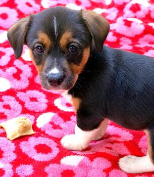 Willow -  Beagle Dog for Adoption in Lake Geneva, Wisconsin - Willow | PetCurious