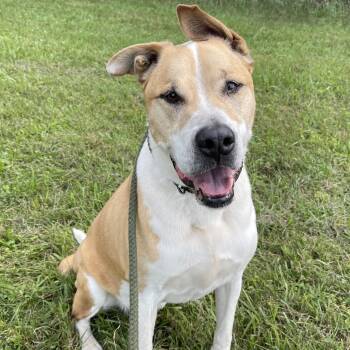 Dozer -  Pit Bull Terrier and Saint Bernard Dog for Adoption in Allegan, Michigan - Dozer | PetCurious