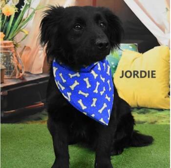 Spaniel and Shepherd Dogs Available for Adoption - Jordie | PetCurious
