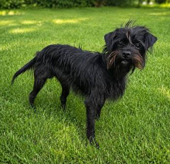 Ricky Bobby -  Schnauzer and Yorkshire Terrier Dog for Adoption - Ricky Bobby | PetCurious