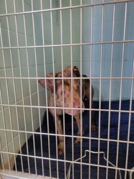 Dorito -  Pit Bull Terrier and Mixed Breed Dog for Adoption in Fishers, Indiana - Dorito | PetCurious