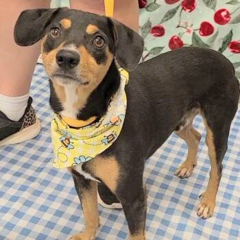 Lasagna -  Miniature Pinscher Dog for Adoption in Woolwich, Maine - Lasagna | PetCurious