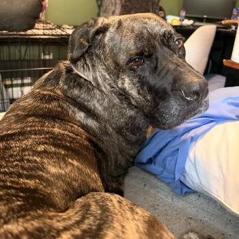 Sabrina -  Presa Canario Dog for Adoption in Manchester, Pennsylvania - Sabrina | PetCurious