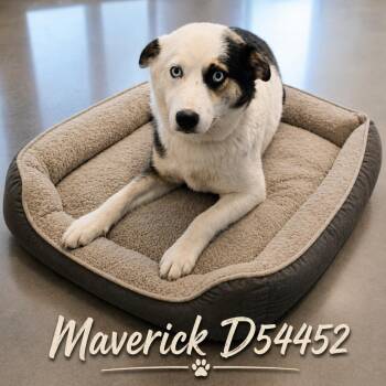 Maverick -  Mixed Breed Dog for Adoption in Clarksville, Tennessee - Maverick | PetCurious