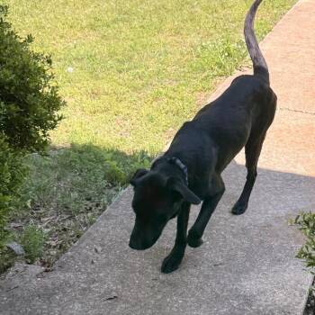 Black Labrador Retriever Dogs Available for Adoption in Tupelo, Mississippi - Wesson | PetCurious