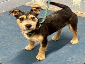 *SEBASTIAN -  Terrier and Basset Hound Dog for Adoption in Woodland, California - *SEBASTIAN | PetCurious