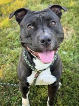 Rescue American Staffordshire Terrier Dogs for Adoption in Palos Heights, Illinois - Draco | PetCurious