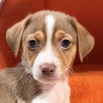 Chihuahua Dogs Available for Adoption in Bulverde, Texas - Dusty | PetCurious