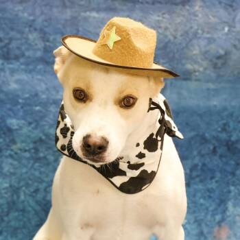Rescue Mixed Breed Dogs for Adoption in Casa Grande, Arizona - Cowboy | PetCurious