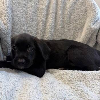 Noir -  Pit Bull Terrier and Terrier Dog for Adoption in Hawthorne, California - Noir | PetCurious