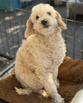 Tyler -  Goldendoodle Dog for Adoption in Larkfield-wikiup, California - Tyler | PetCurious