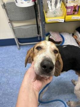 Leroy -  Mixed Breed Dog for Adoption in Charleston, South Carolina - Leroy | PetCurious