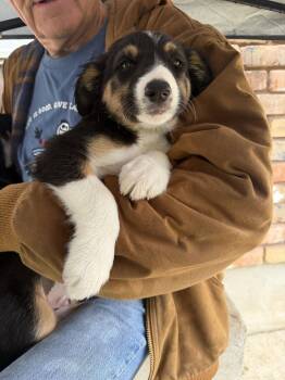 Border Collie and Mcnab Dogs Available for Adoption in Salt Lake City, Utah - Orzo Pasta | PetCurious