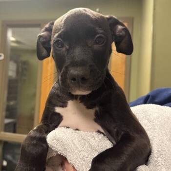 Wacko -  American Staffordshire Terrier Dog for Adoption in Baltimore, Maryland - Wacko | PetCurious