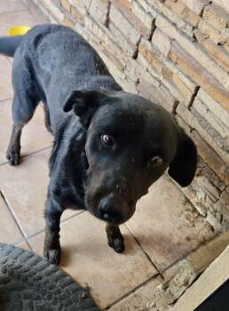 Smokey -  Labrador Retriever Dog for Adoption in Escondido, California - Smokey | PetCurious