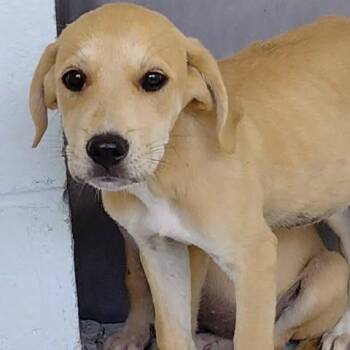 Lena 26-06-178 -  Mixed Breed Dog for Adoption in Bastrop, Texas - Lena 26-06-178 | PetCurious