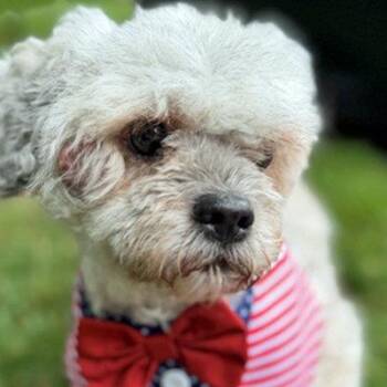 Shih Tzu and Poodle Dogs Available for Adoption in Arlington, Virginia - Luke | PetCurious