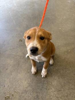 ELIANA -  Australian Cattle Dog Blue Heeler Dog for Adoption in Ontario, California - ELIANA | PetCurious