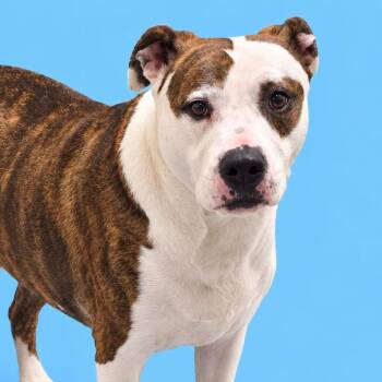 Margie -  Pit Bull Terrier and Mixed Breed Dog for Adoption in Concord, North Carolina - Margie | PetCurious