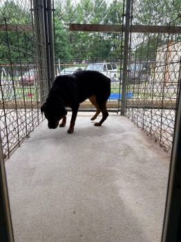 Nala -  Rottweiler Dog for Adoption in Morgantown, Kentucky - Nala | PetCurious