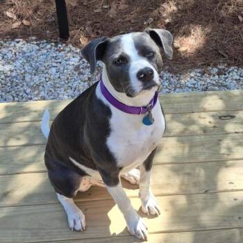 Ross -  Pit Bull Terrier Dog for Adoption in Columbia, South Carolina - Ross | PetCurious