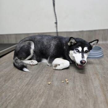 Oreo -  Siberian Husky Dog for Adoption in Pasadena, California - Oreo | PetCurious
