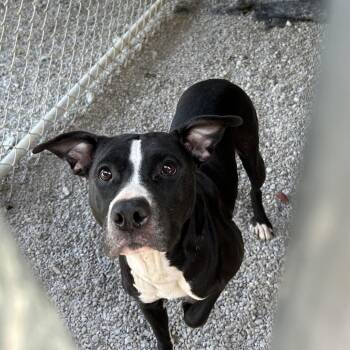 Pit Bull Terrier Dogs Available for Adoption in Batavia, Ohio - Raven | PetCurious