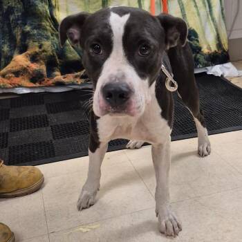 SCFL-Stray-67071 -  Mixed Breed Dog for Adoption in Lake Panasoffkee, Florida - SCFL-Stray-67071 | PetCurious