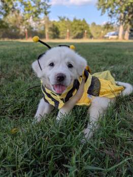 Dandy -  Great Pyrenees Dog for Adoption in Spring Hill, Tennessee - Dandy | PetCurious